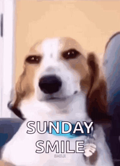 Dog Sitting On Couch Sunday Smile GIF
