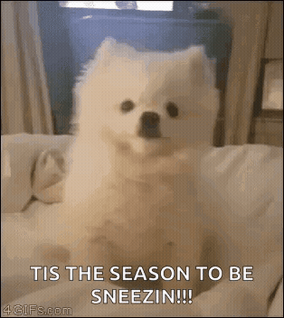 Dog Sitting On Couch Trying To Stay Awake In Class GIF