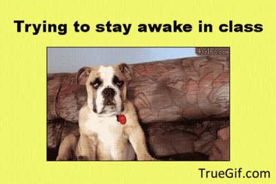 Dog Sitting On Couch Trying To Stay Awake In Class GIF