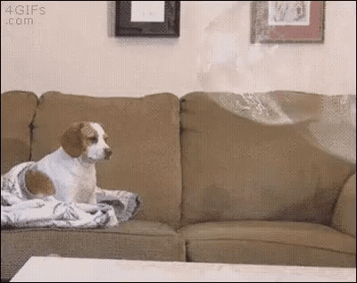 Dog Sitting On Couch With Blanket GIF