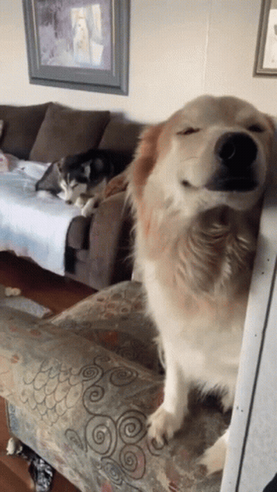 Dog Sitting On Couch With Eyes Closed GIF