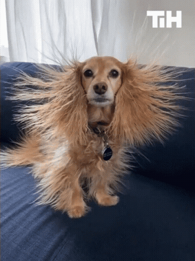 Dog Sitting On Couch With Hair Blowing In Wind GIF