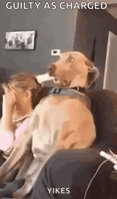 Dog Sitting On Couch With Head On Woman's Face GIF