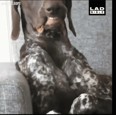 Dog Sitting On Couch With Lad Bible Logo GIF