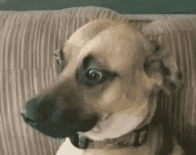 Dog Sitting On Couch With Mouth Open Looking At Camera GIF