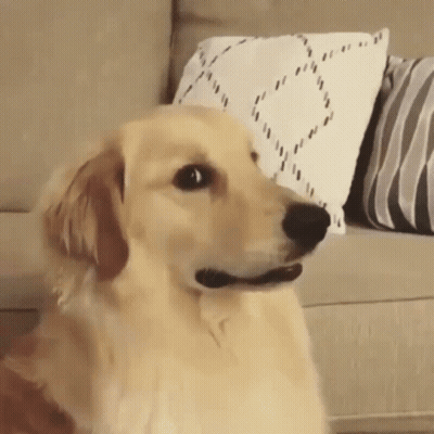 Dog Sitting On Couch With Pillows GIF