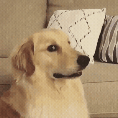 Dog Sitting On Couch With Pillows GIF