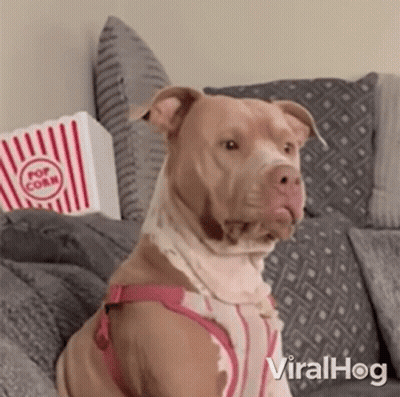 Dog Sitting On Couch With Popcorn GIF
