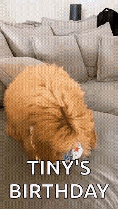 Dog Sitting On Couch With Remote In Mouth GIF