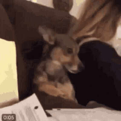 Dog Sitting On Lap Looking At Camera GIF