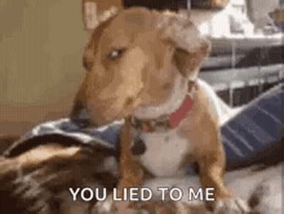 Dog Sitting On Lap Looking At Camera GIF
