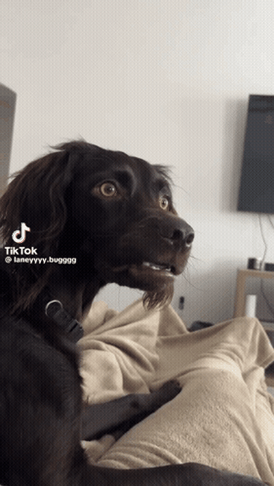 Dog Sitting On Lap Uploading TikTok GIF