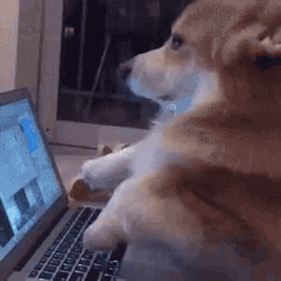 Dog Sitting On Laptop GIF