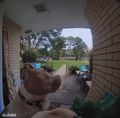 Dog Sitting On Porch With Welcome Sign GIF