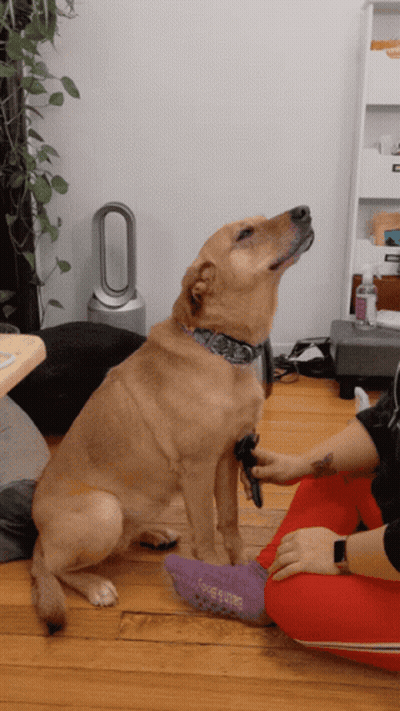 Dog Sitting On Red Chair Looking At Phone GIF