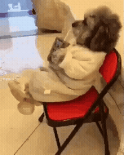 Dog Sitting On Red Chair Looking At Phone GIF