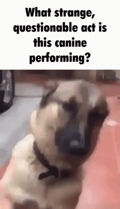 Dog Sitting On Red Floor Saying What Strange Act GIF