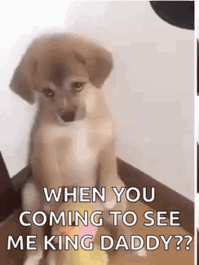Dog Sitting On Staircase GIF