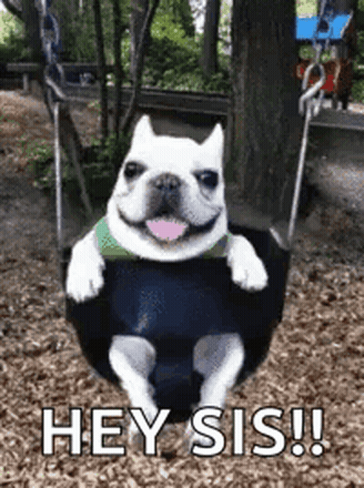 Dog Sitting On Swing Saying Hey Sis GIF