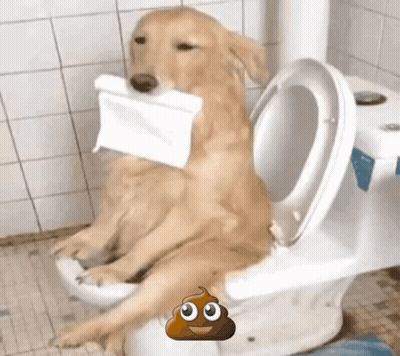 Dog Sitting On Toilet With Paper GIF