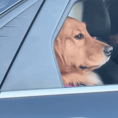 Dog Sitting On Window Sill With Flowers GIF