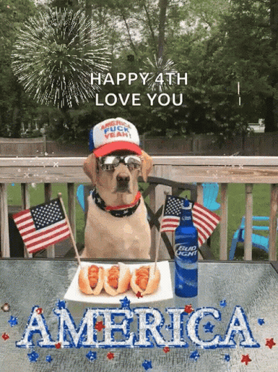 Dog Sitting With Hot Dogs And Bud Light GIF