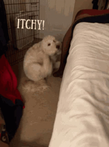 Dog Sitting With Itchy Text GIF