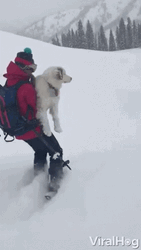 Dog Skiing Snow Storm GIF