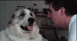 Dog Slapping Man Face
