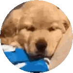 Dog Sleeping In Blue Blanket Sticker