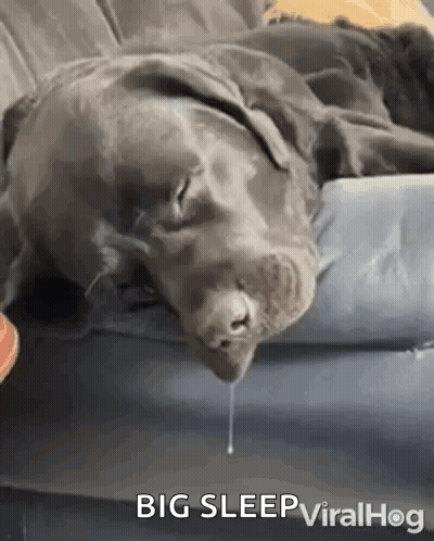 Dog Sleeping On Bed Drooling GIF