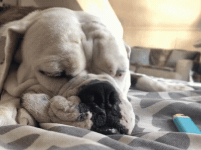 Dog Sleeping On Bed GIF