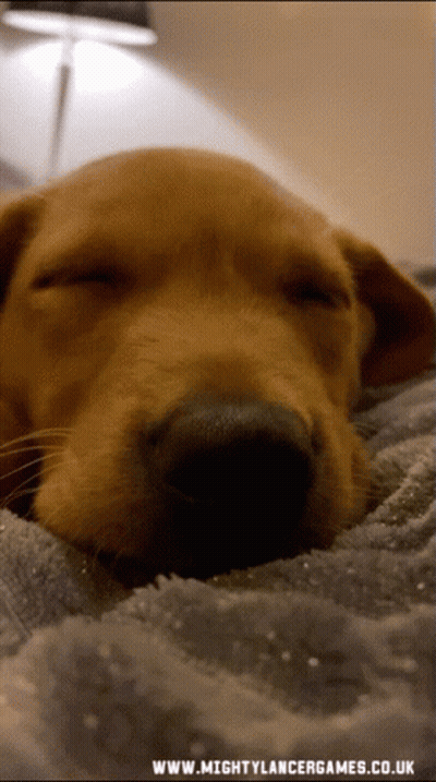 Dog Sleeping On Bed GIF