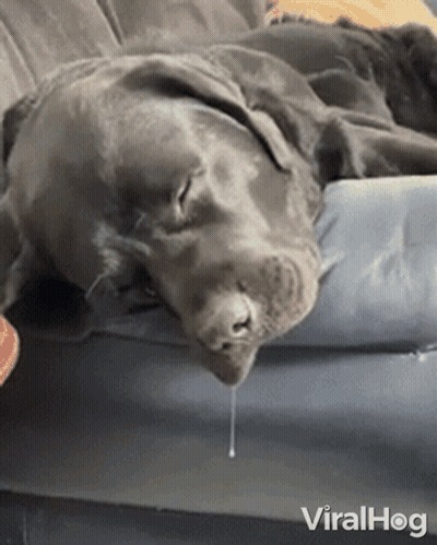 Dog Sleeping On Couch With Mouth Open GIF