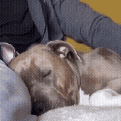 Dog Sleeping On Lap With Eyes Closed GIF