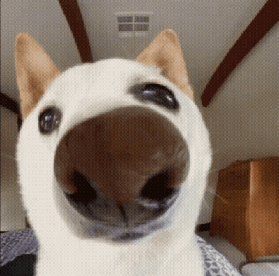 Dog Sleeping Saying When It Monday And I Am Tired GIF