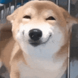 Dog Smile Haha GIF