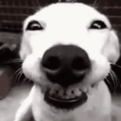 Dog Smiling Close Up GIF