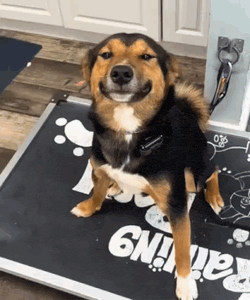 Dog Smiling GIF