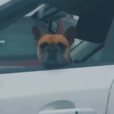 Dog Smiling With Eyes Closed Saying I Happy GIF