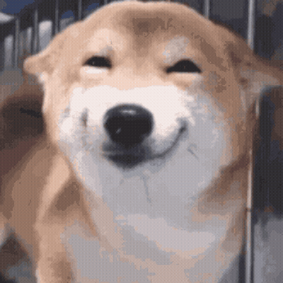 Dog Smiling With Eyes Closed GIF