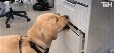 Dog Sniffing Drawer On Desk In Office GIF