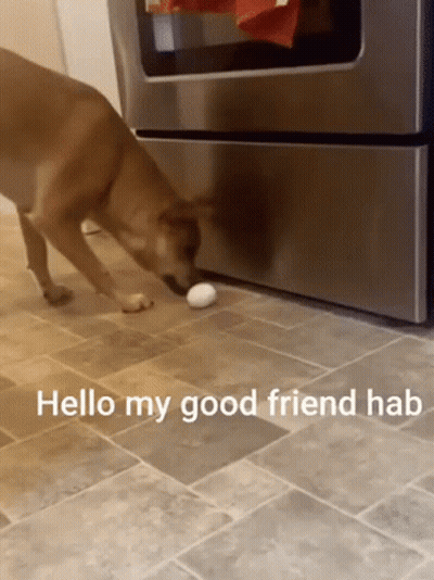 Dog Sniffing Egg Saying Hello My Good Friend Hab GIF
