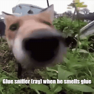 Dog Sniffing Glue GIF
