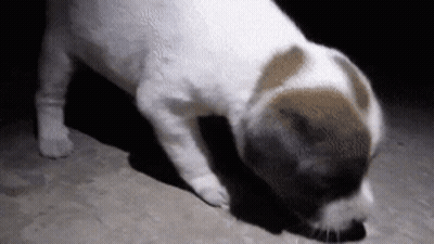 Dog Sniffing Ground GIF