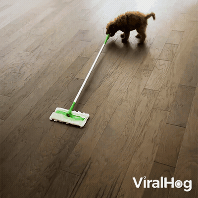 Dog Sniffing Mop On Wooden Floor With Viralhog Logo GIF