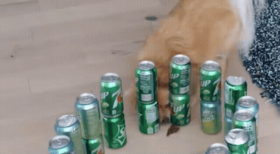 Dog Sniffing Stack Of Sprite Cans GIF