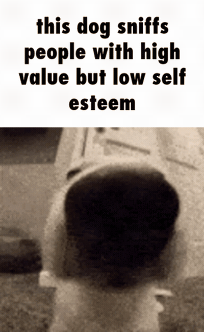 Dog Sniffs People With High Value But Low Self Esteem GIF