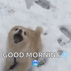 Dog Snowball Snowy Saturday GIF