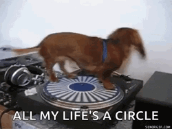 Dog Spinning All My Life's A Circle Meme GIF